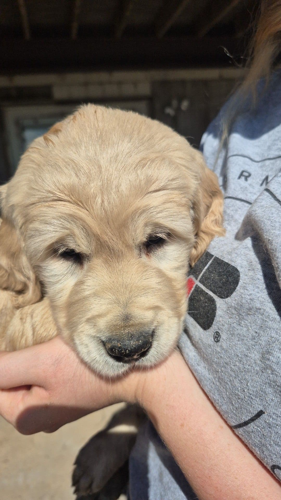 Golden Retriever Puppies breeder image 7