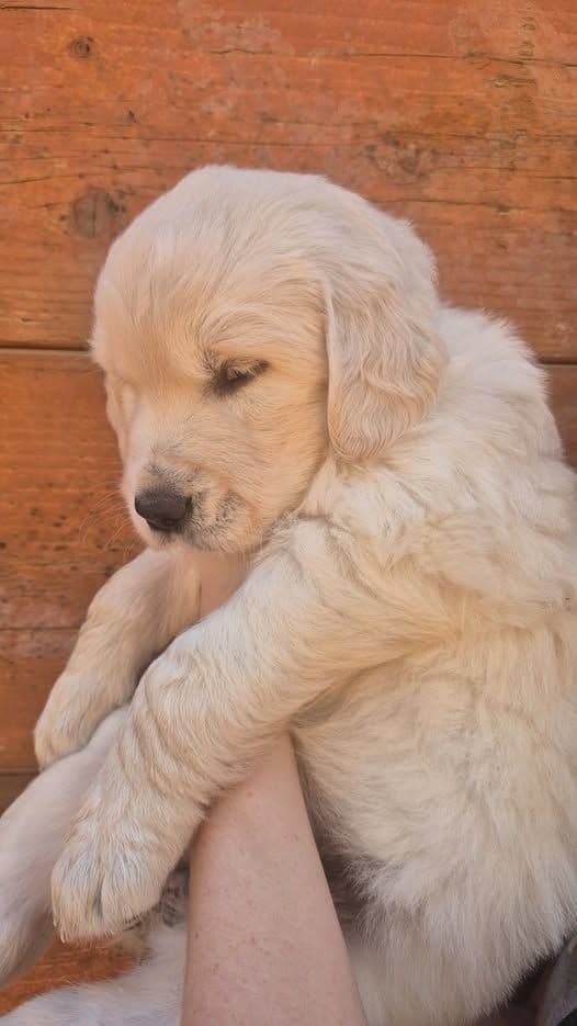 Golden Retriever Puppies breeder image 9
