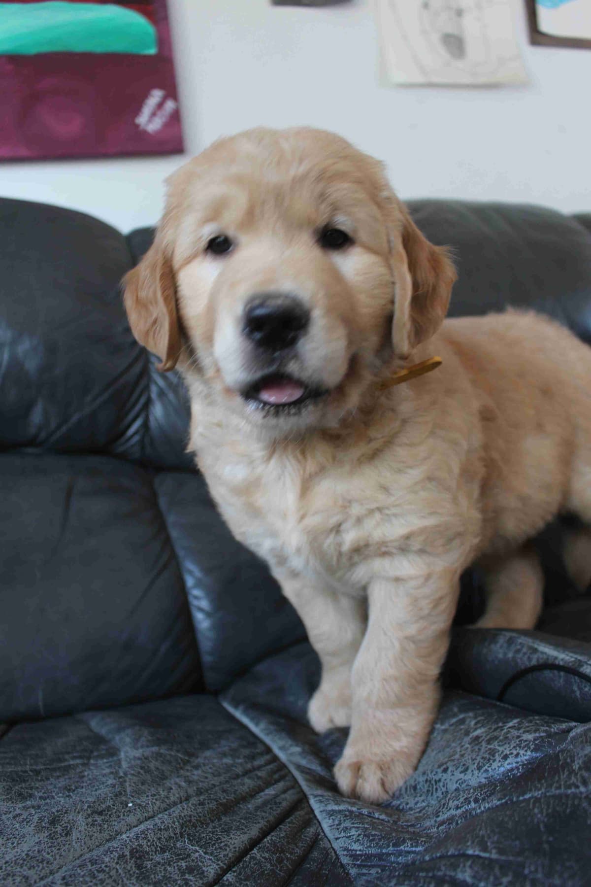 Golden Retriever Puppies breeder image 12