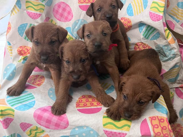 Irish Terrier Puppies media 2