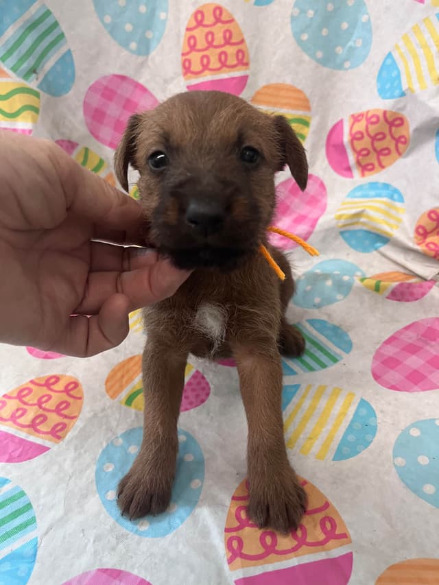 Irish Terrier Puppies media 3