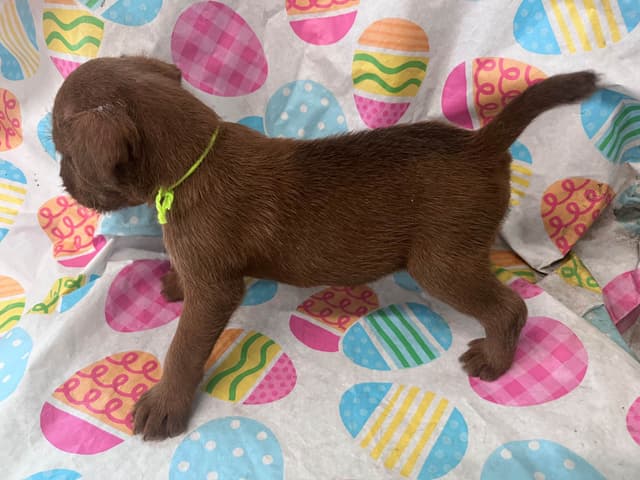 Irish Terrier Puppies media 4