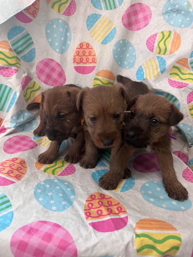 Irish Terrier Puppies media 5