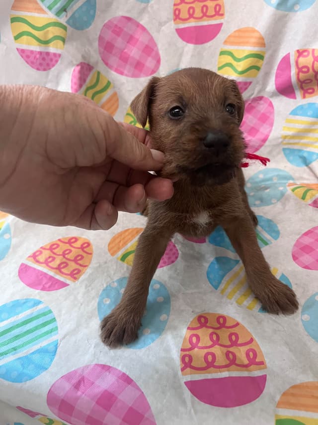 Irish Terrier Puppies media 6