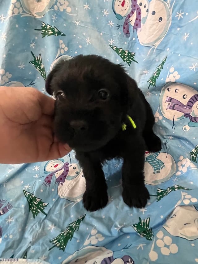 Standard Schnauzer Puppies media 2