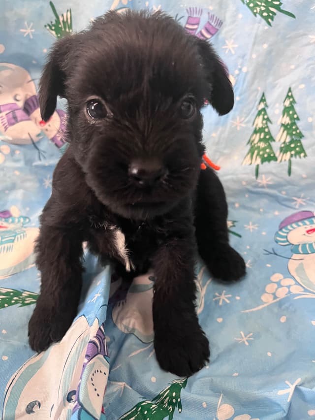 Standard Schnauzer Puppies media 3