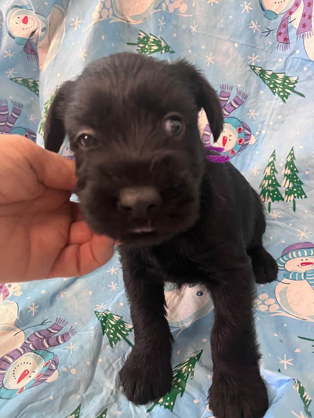 Standard Schnauzer Puppies media 4