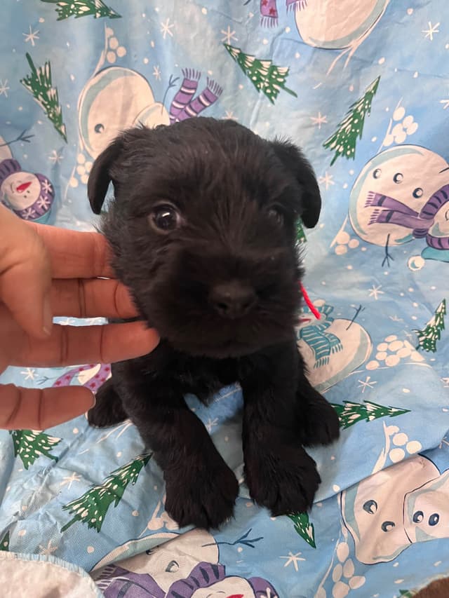 Standard Schnauzer Puppies media 5