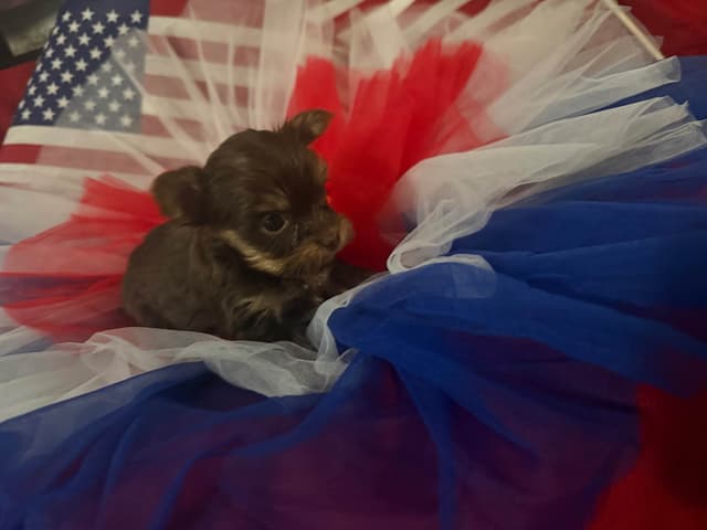Chocolate tiny Yorkshire Terrier Puppies media 2