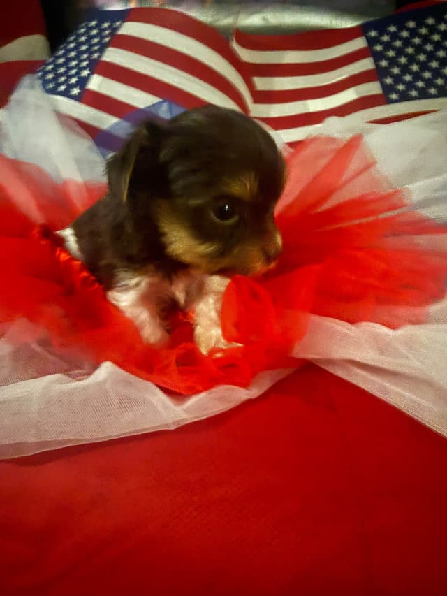 Chocolate tiny Yorkshire Terrier Puppies media 3