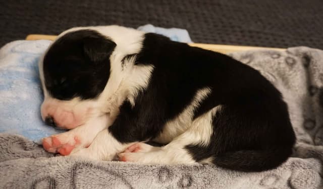 Border Collie Puppies media 2