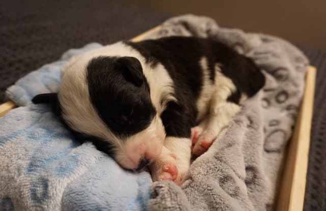 Border Collie Puppies media 3
