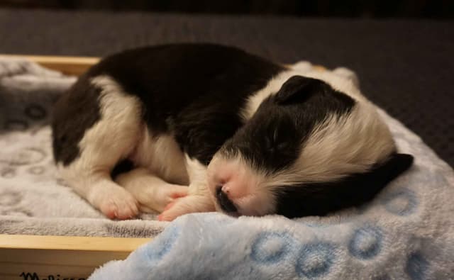 Border Collie Puppies media 4