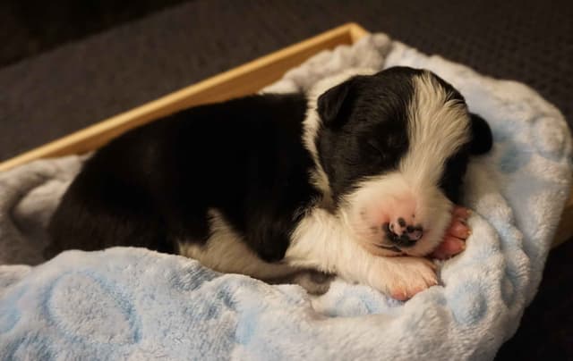 Border Collie Puppies media 6