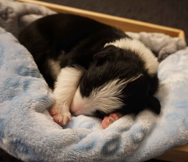 Border Collie Puppies media 7