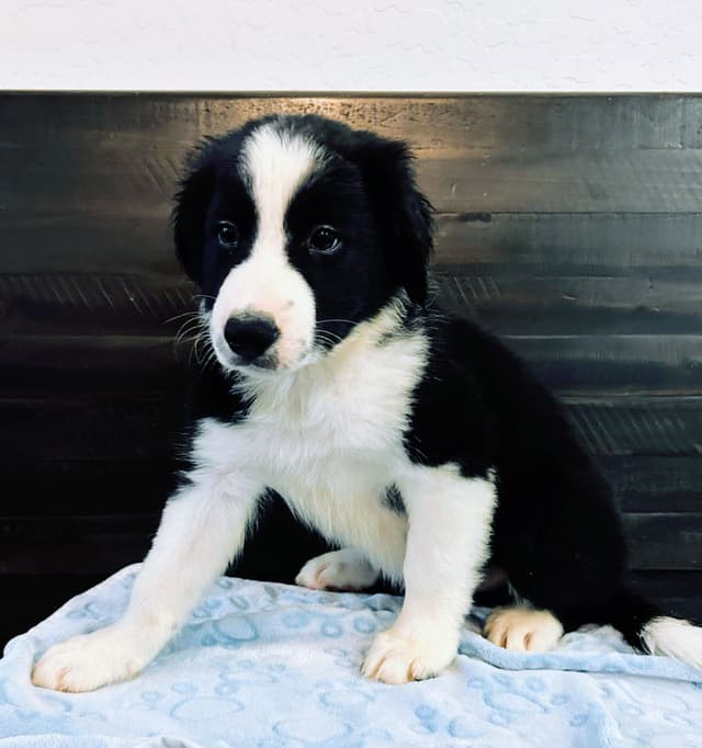 Border Collie Puppies media 9