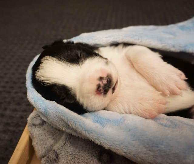 Border Collie Puppies media 10