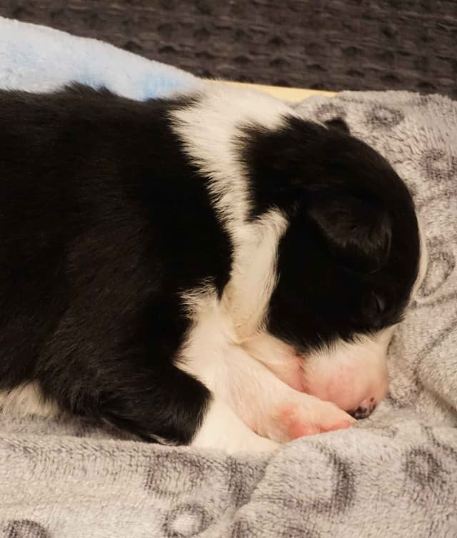 Border Collie Puppies media 12