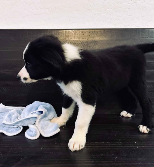Border Collie Puppies media 13