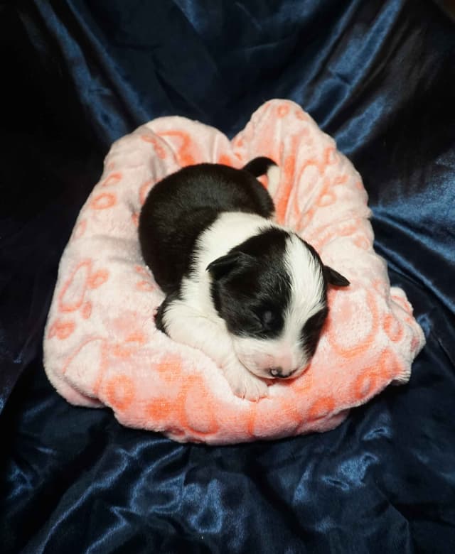 Border Collie Puppies media 14