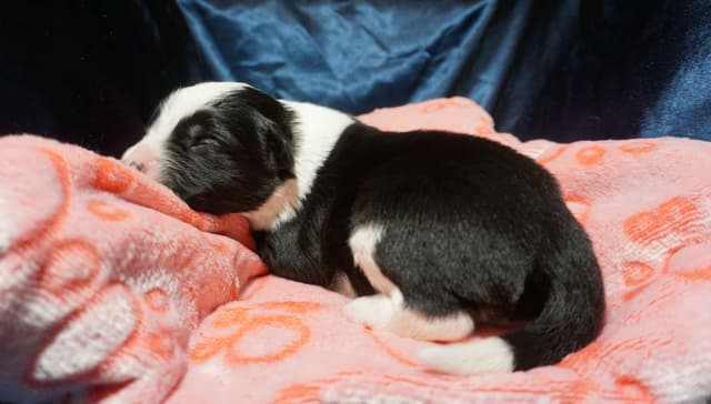 Border Collie Puppies media 15