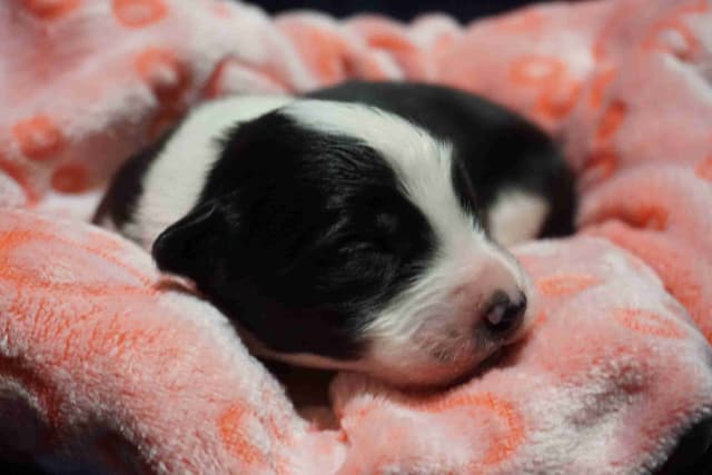 Border Collie Puppies media 16