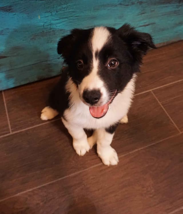 Border Collie Puppies media 17