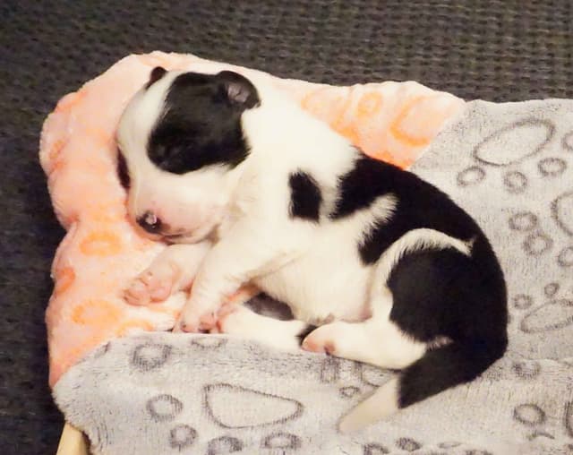 Border Collie Puppies media 18