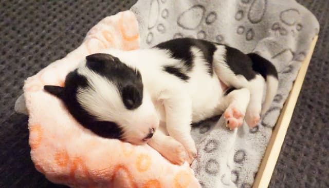 Border Collie Puppies media 19