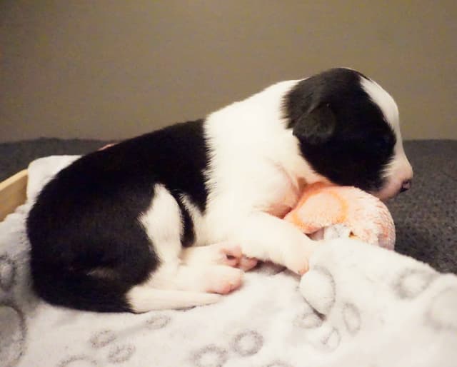 Border Collie Puppies media 20