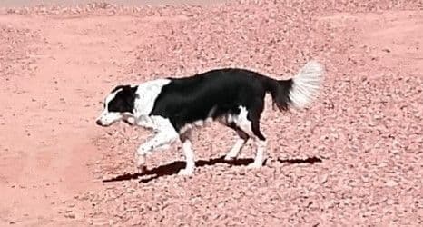 Border Collie Puppies media 22