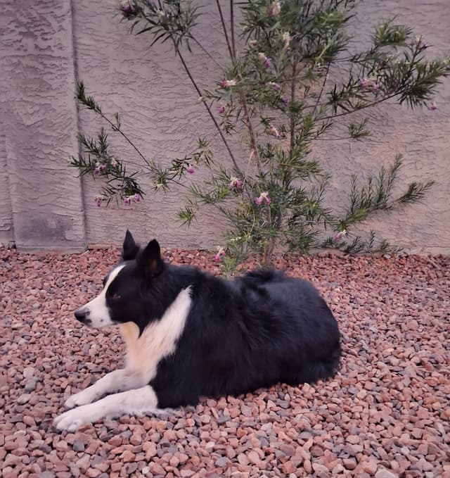 Border Collie Puppies media 24