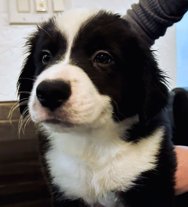 Border Collie Puppies media 5