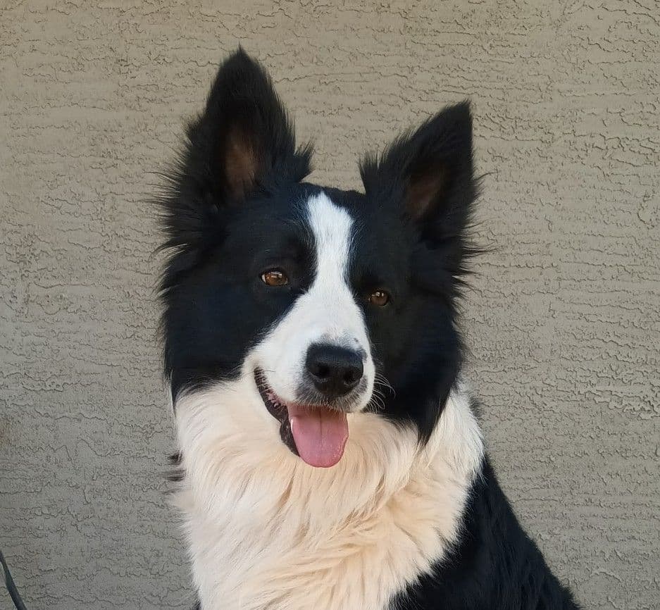 Border Collie Puppies breeder image 1