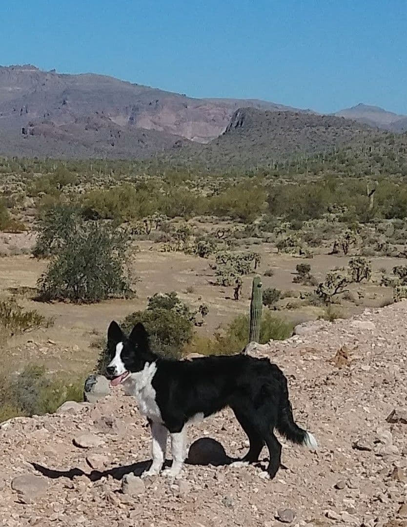 Border Collie Puppies breeder image 2