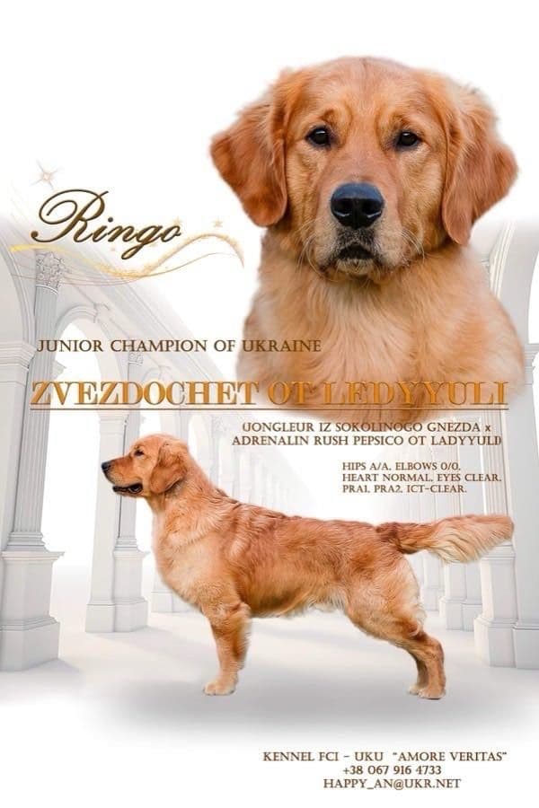 Golden Retriever Puppies breeder image 1
