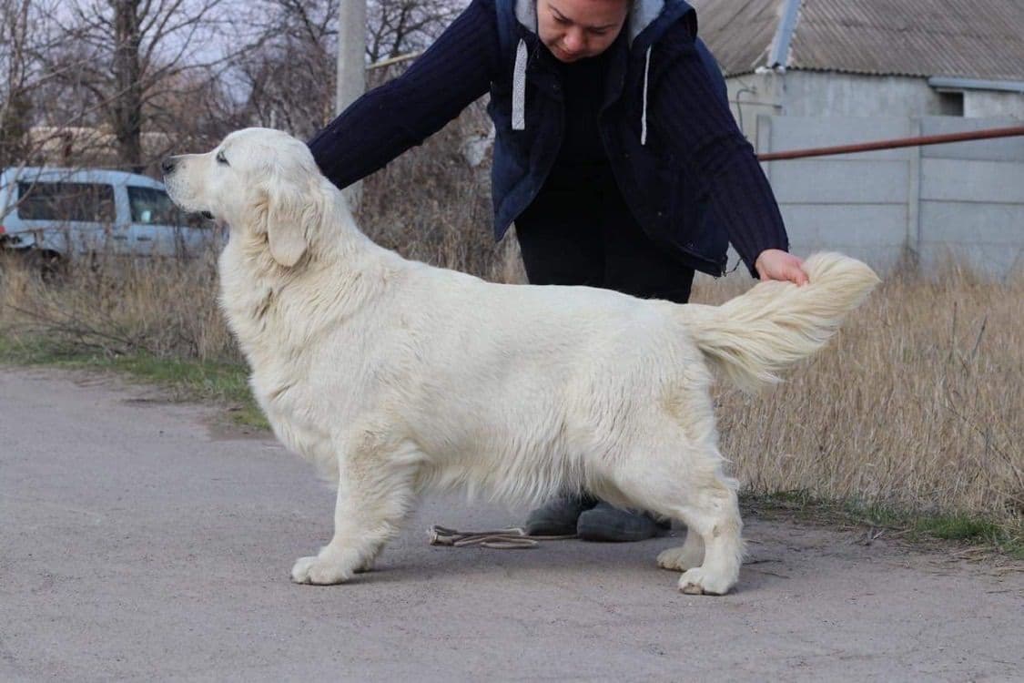 Golden Retriever Puppies breeder image 2