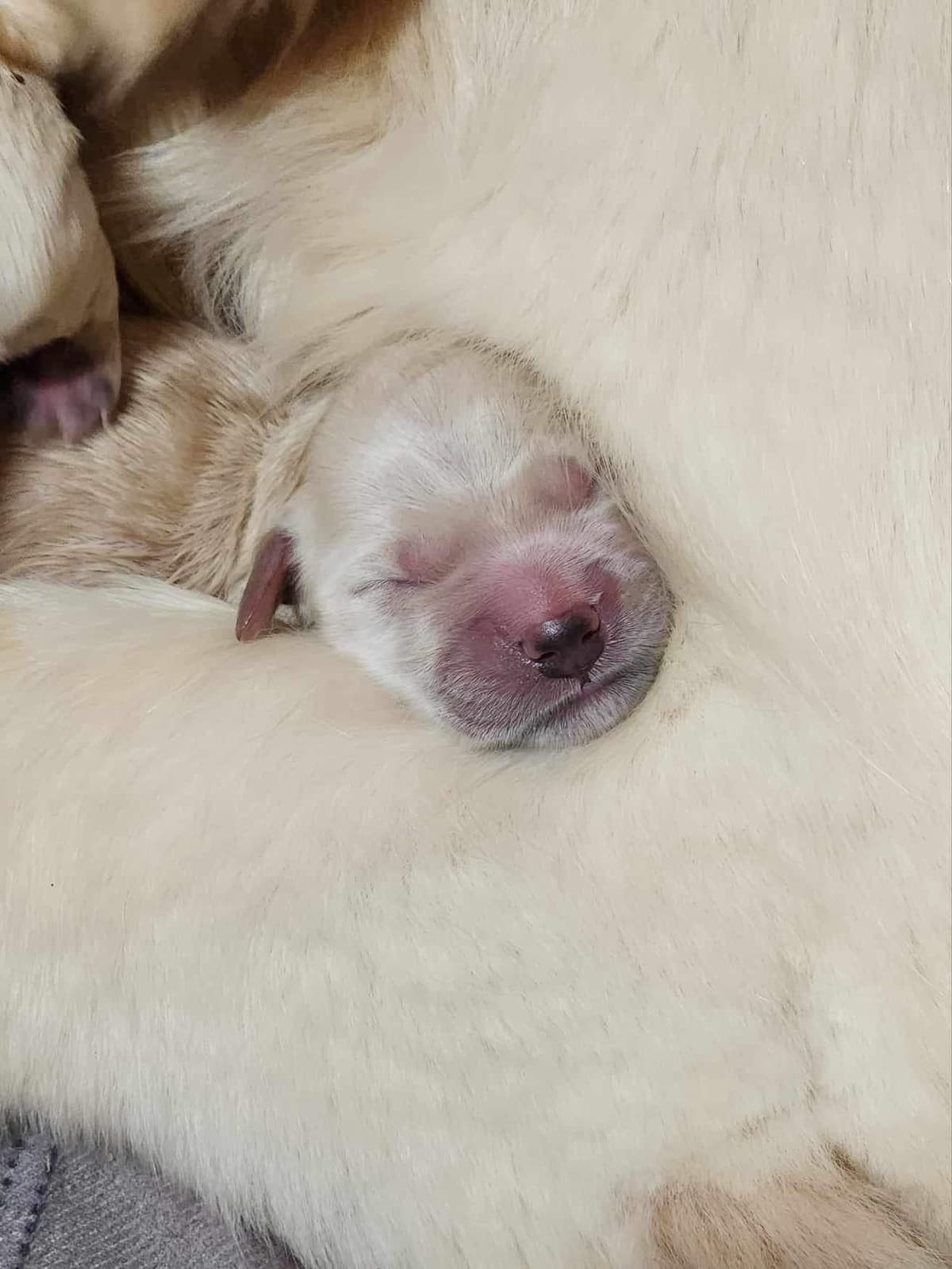 Golden Retriever Puppies breeder image 3