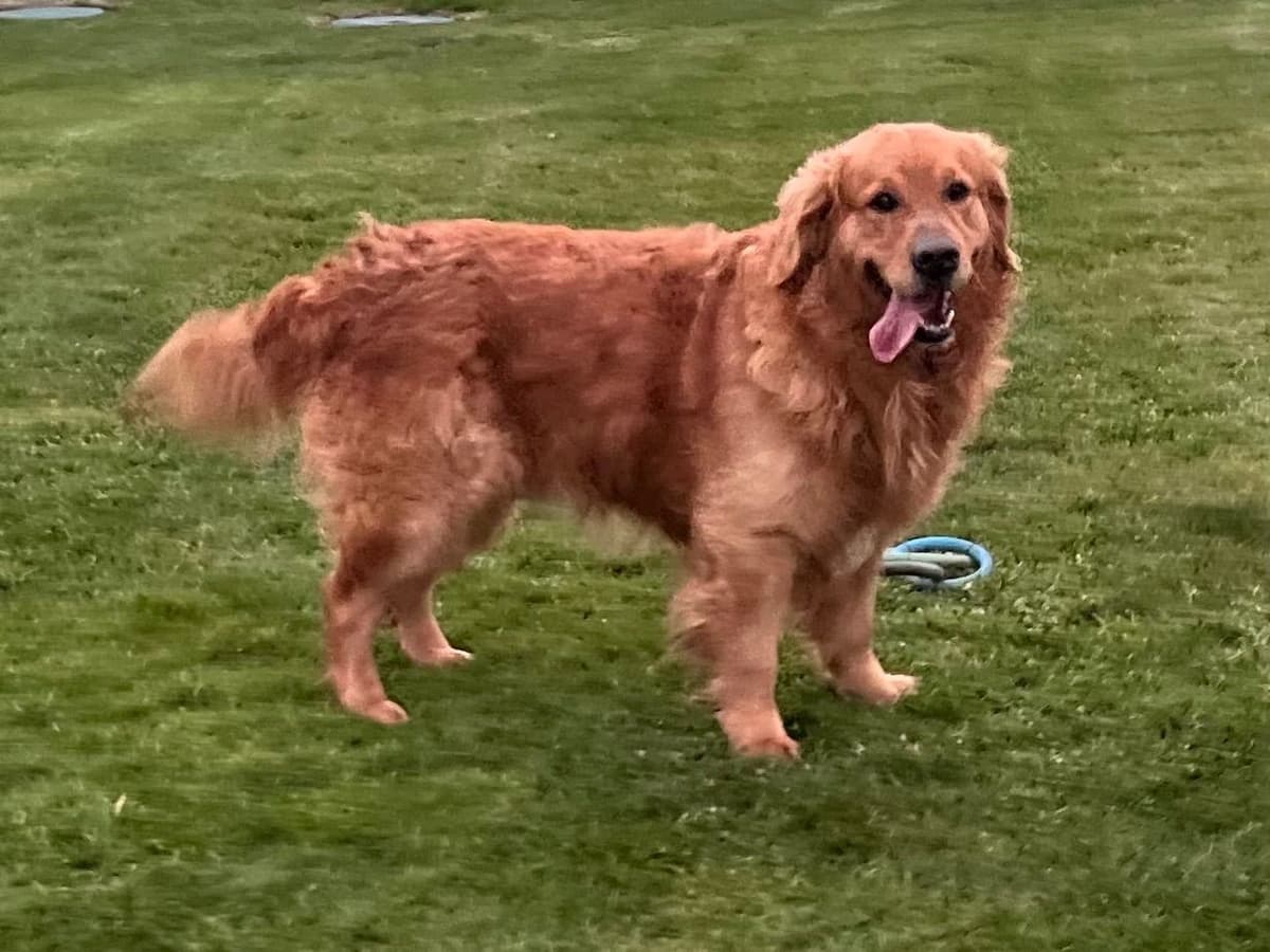 Golden Retriever Puppies breeder image 4
