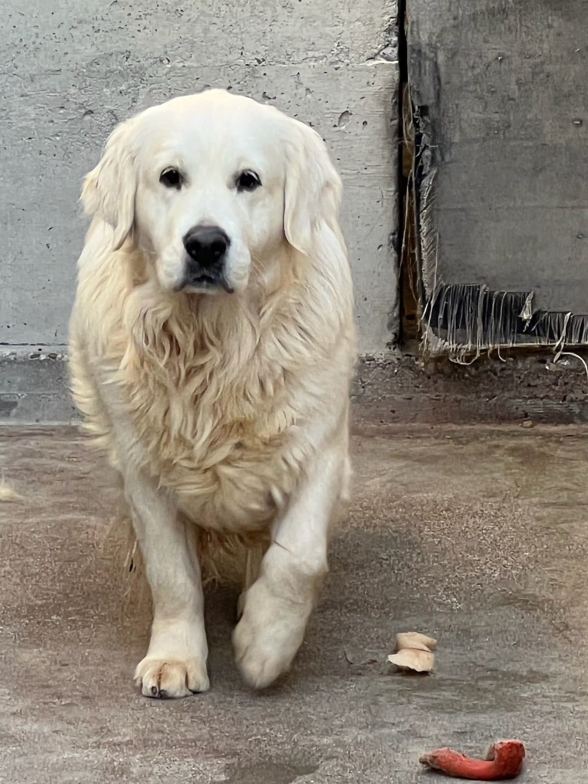 Golden Retriever Puppies breeder image 5
