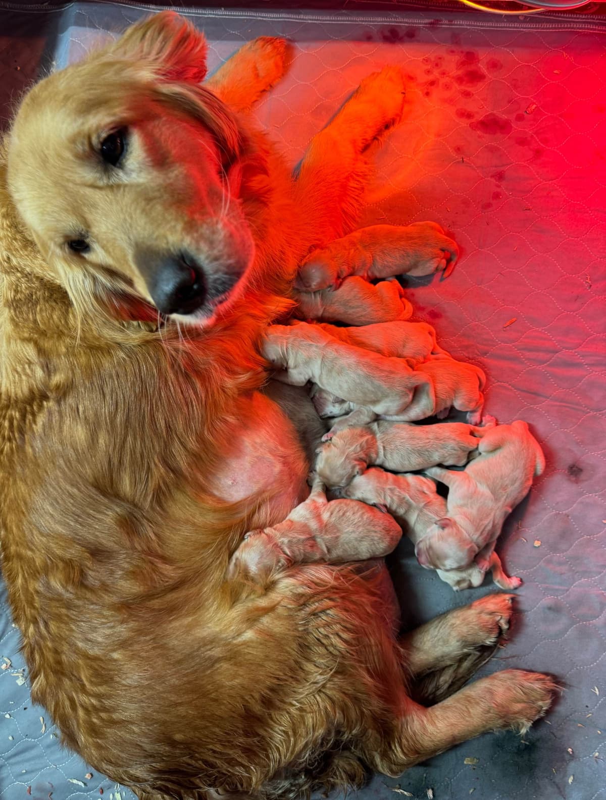 Golden Retriever Puppies breeder image 8