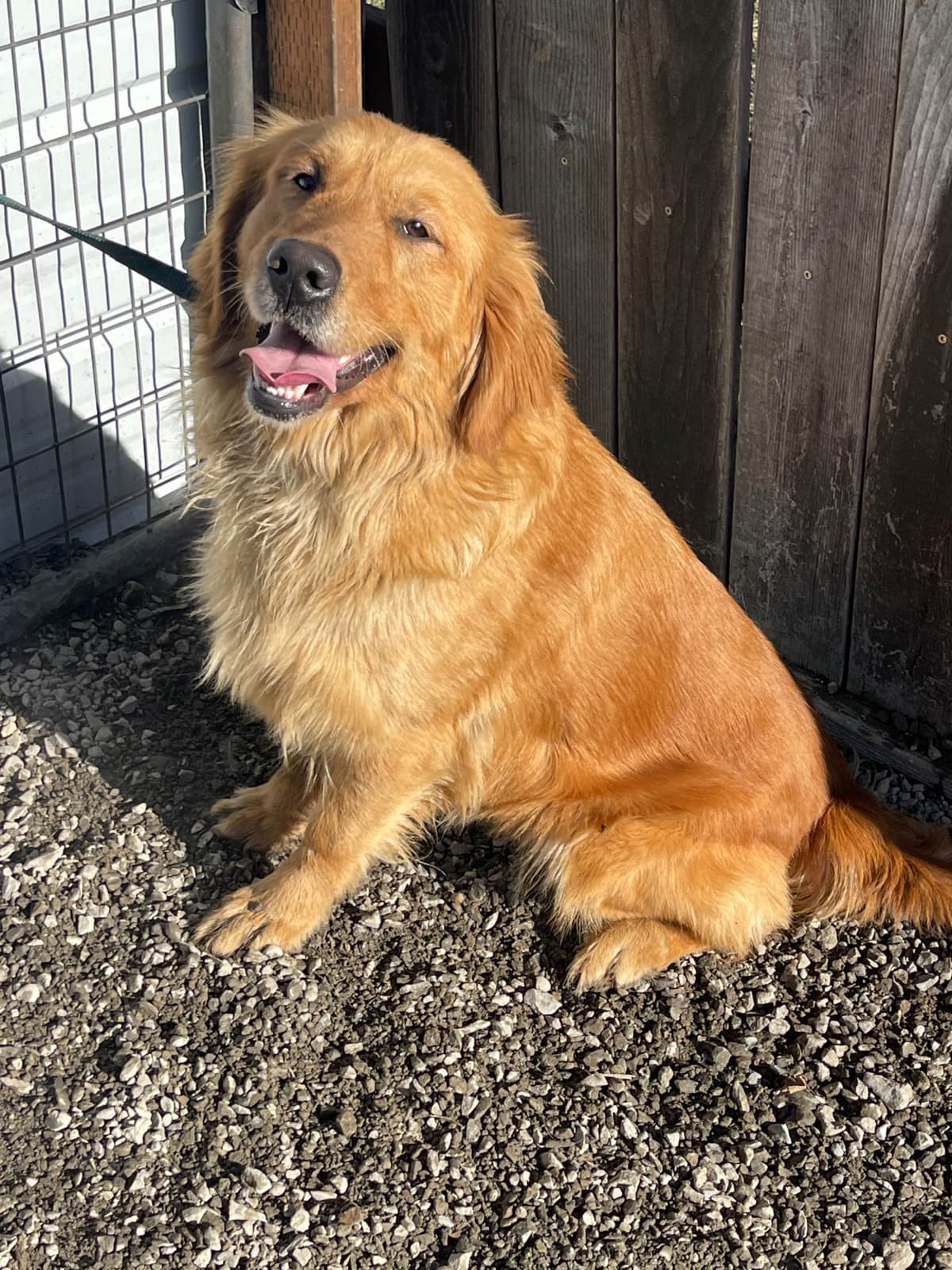 Golden Retriever Puppies breeder image 10