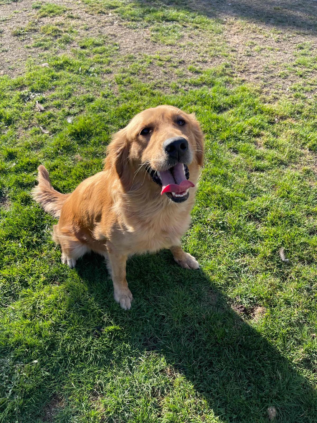 Golden Retriever Puppies breeder image 12