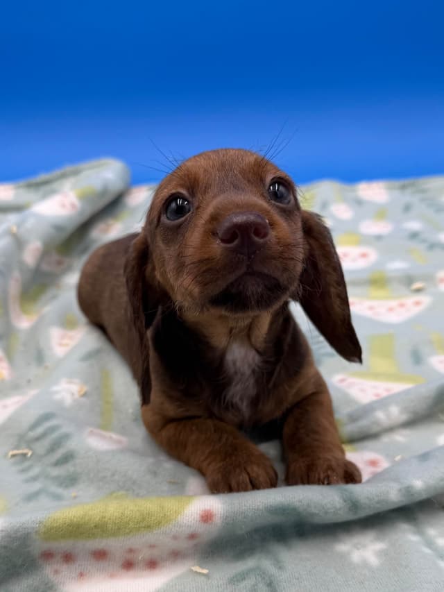 Mini Dachshund Puppies media 5