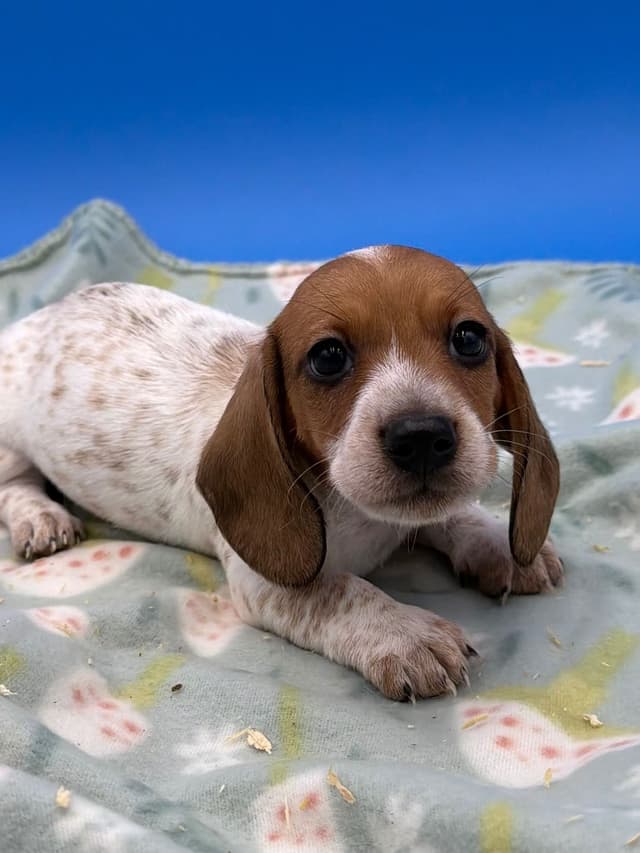 Mini Dachshund Puppies media 2