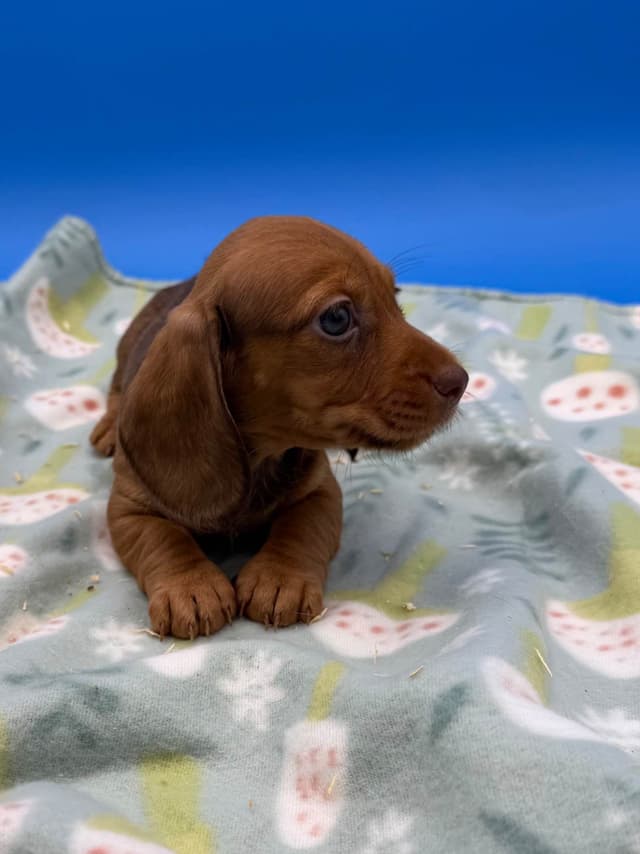 Mini Dachshund Puppies media 3