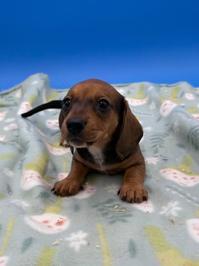 Mini Dachshund Puppies media 4