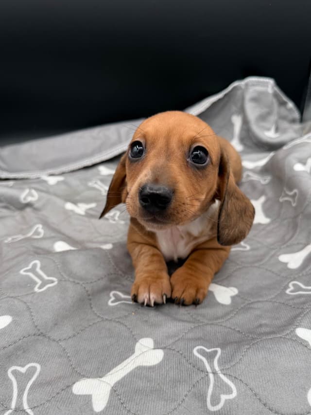 Mini Dachshund Puppies media 7
