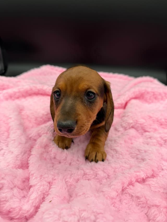 Mini Dachshund Puppies media 6