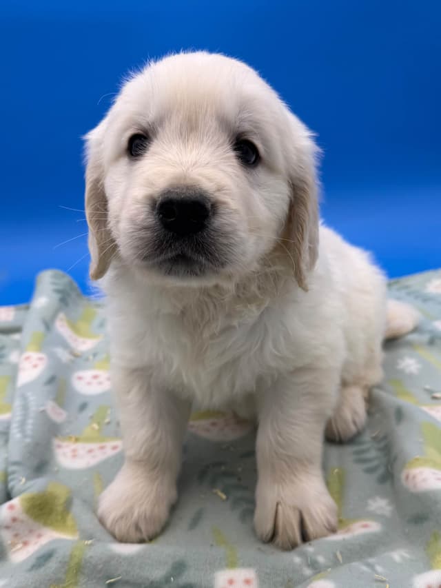 Golden Retriever Puppies media 2